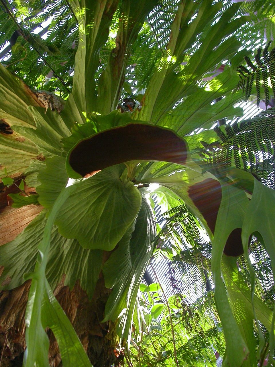 Platycerium superbum