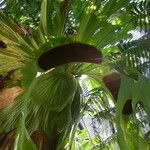 Platycerium superbum