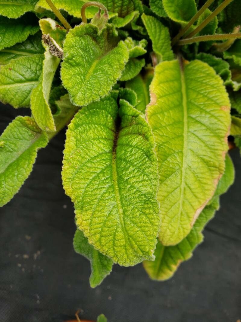 Streptocarpus albus leaf