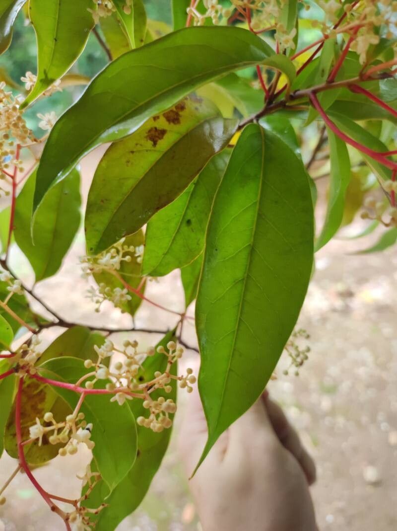Damburneya umbrosa leaf