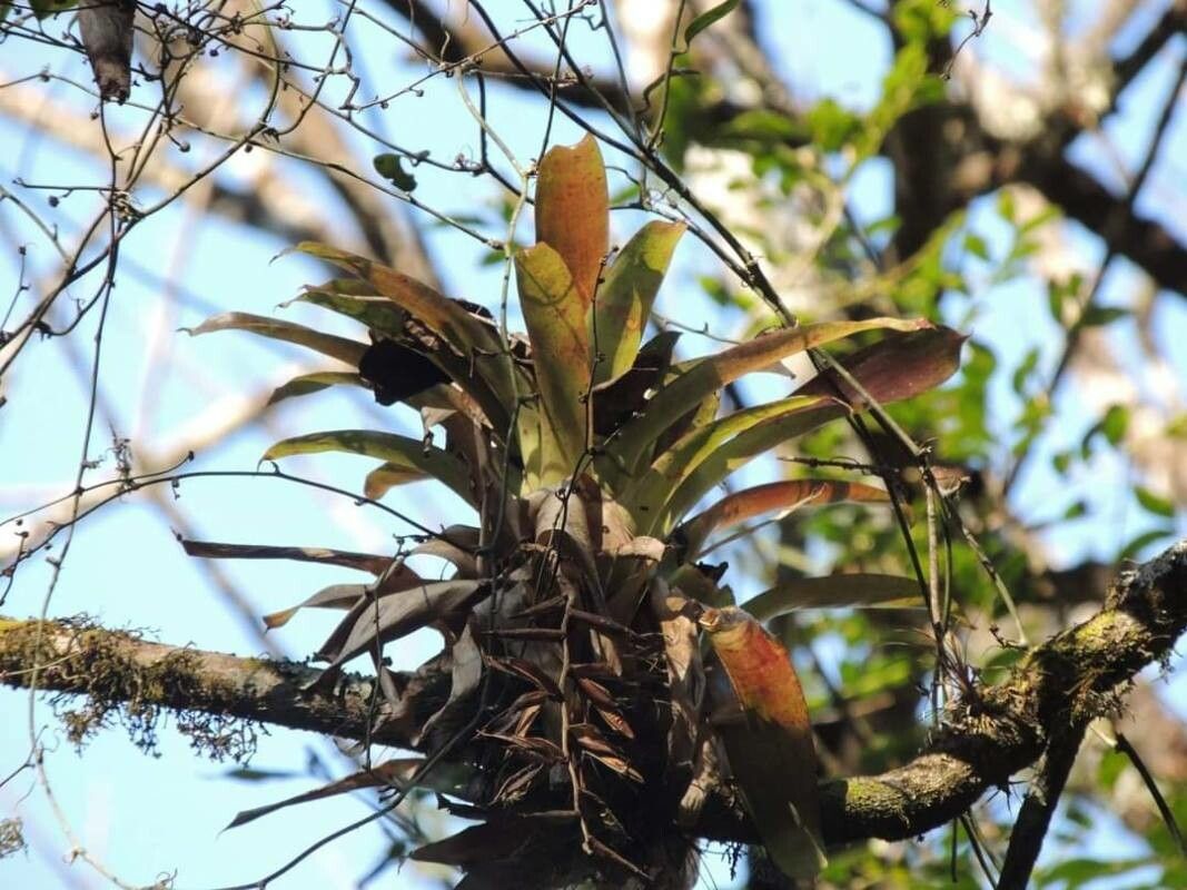 Tillandsia fendleri leaf