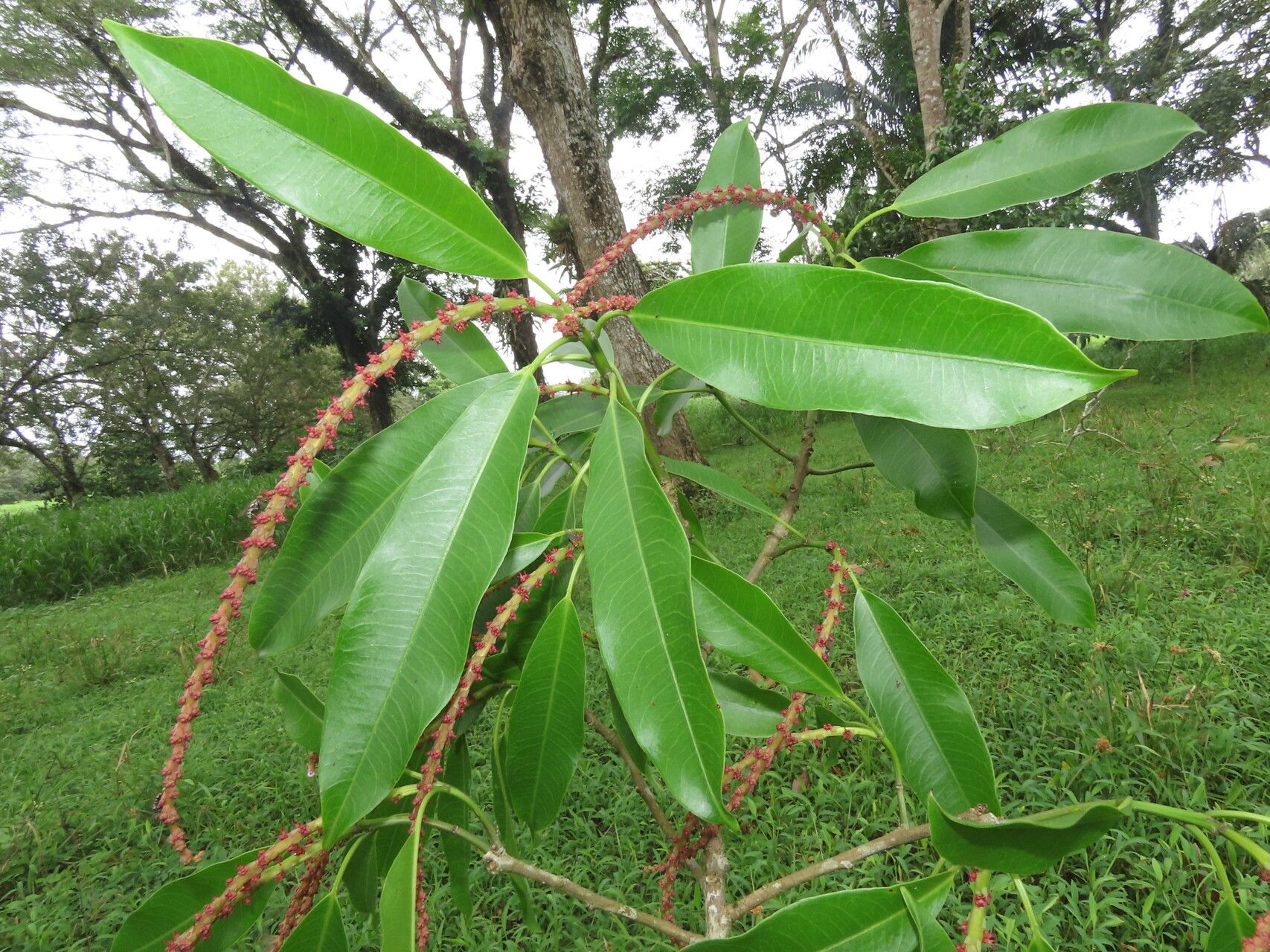 Sapium laurifolium — houseplant care guide