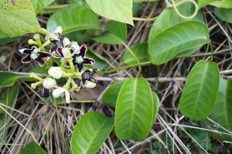 Cryptolepis nigrescens flower