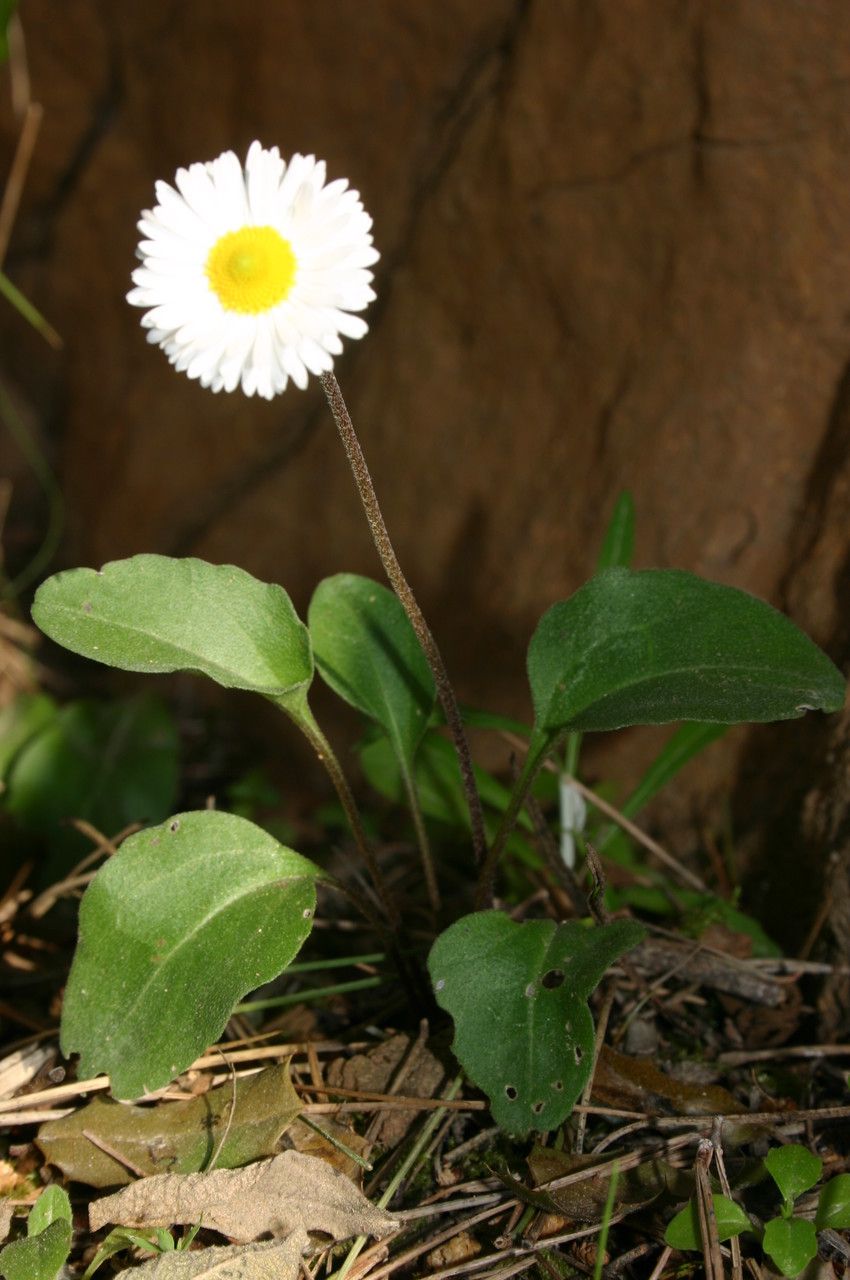 Bellis rotundifolia habit