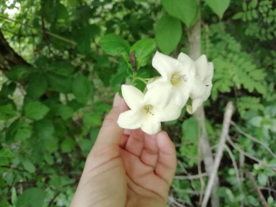 Bourreria quirosii flower