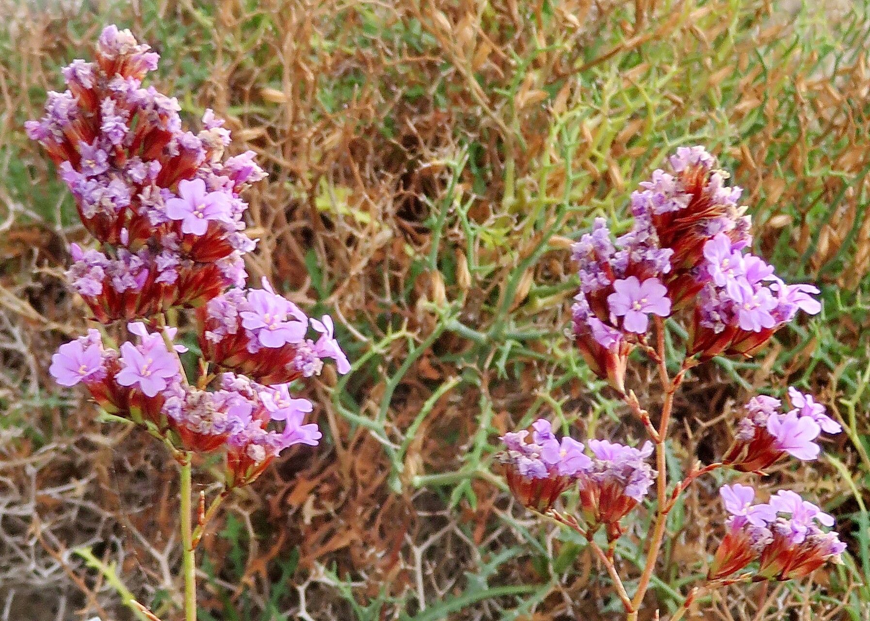 Limonium emarginatum flower