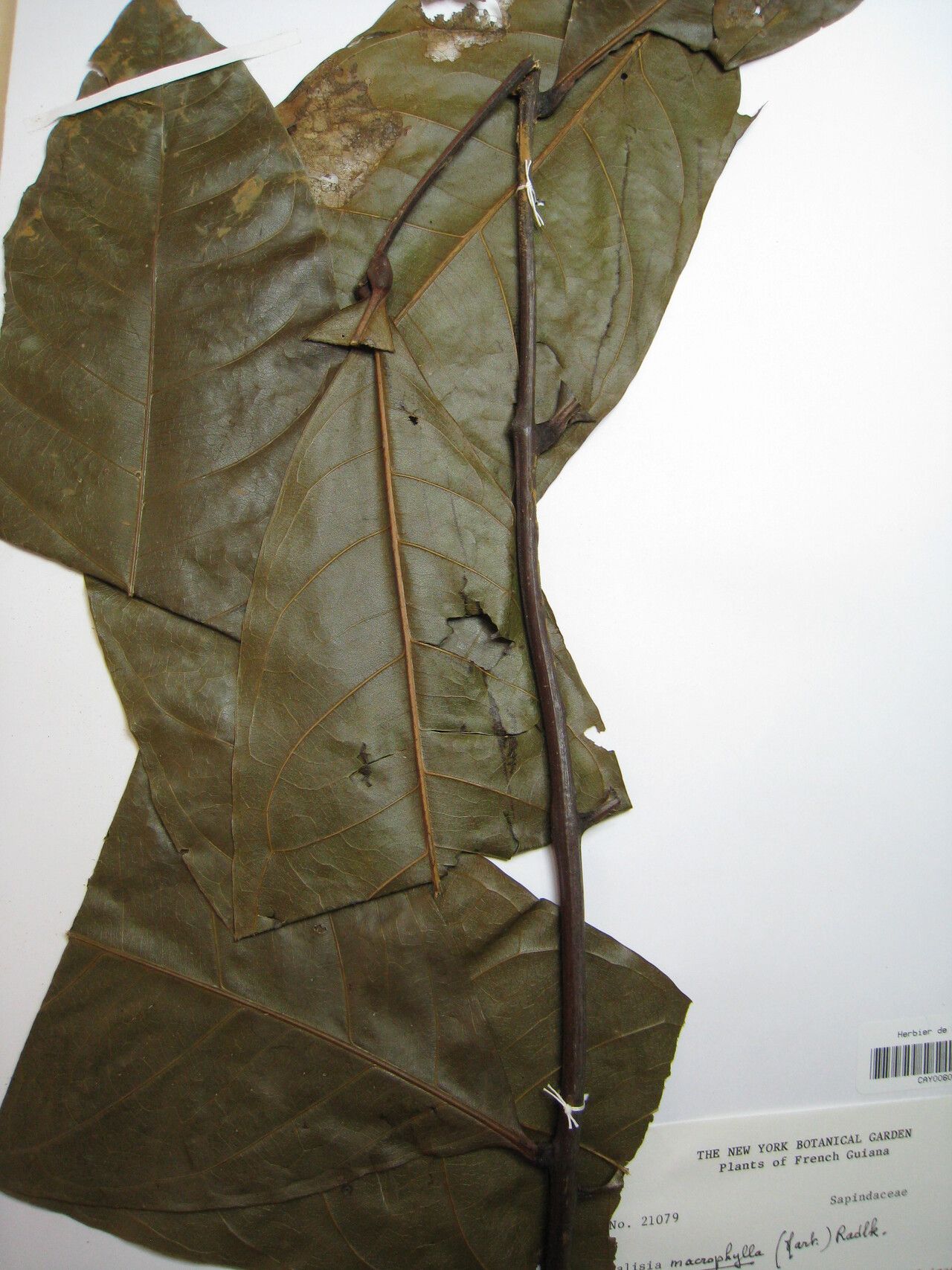 Talisia macrophylla other