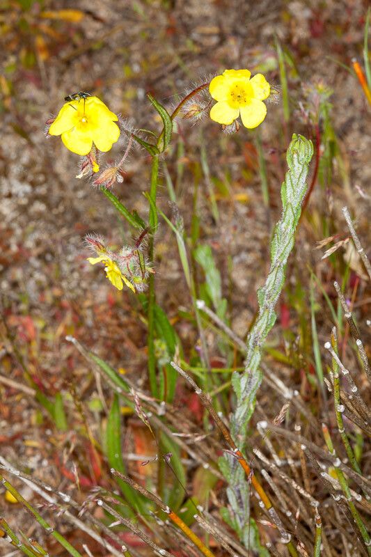 Tuberaria praecox habit
