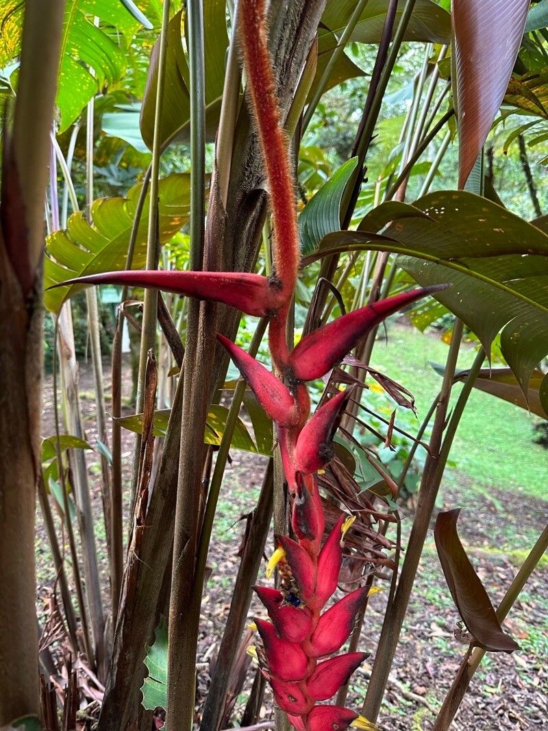 Heliconia ramonensis flower