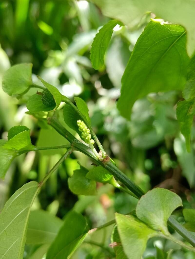 Acalypha emirnensis flower