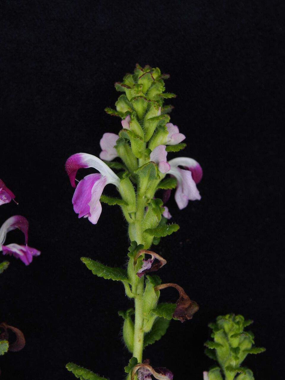 Pedicularis bifida — houseplant care guide