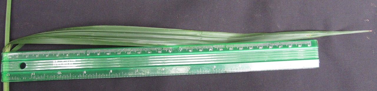 Scleria macrophylla other