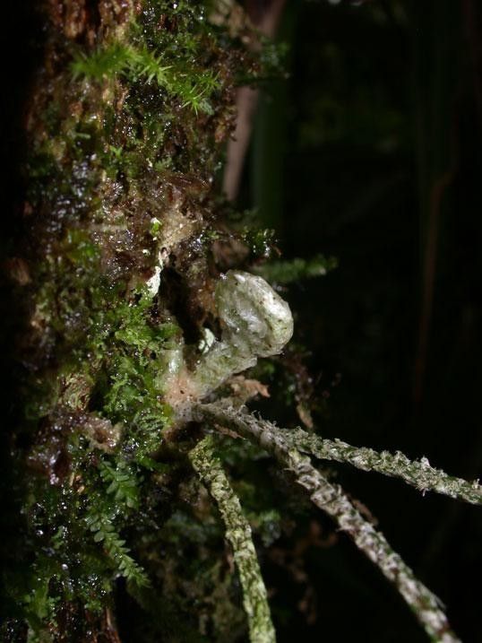 Pleopeltis furfuracea other