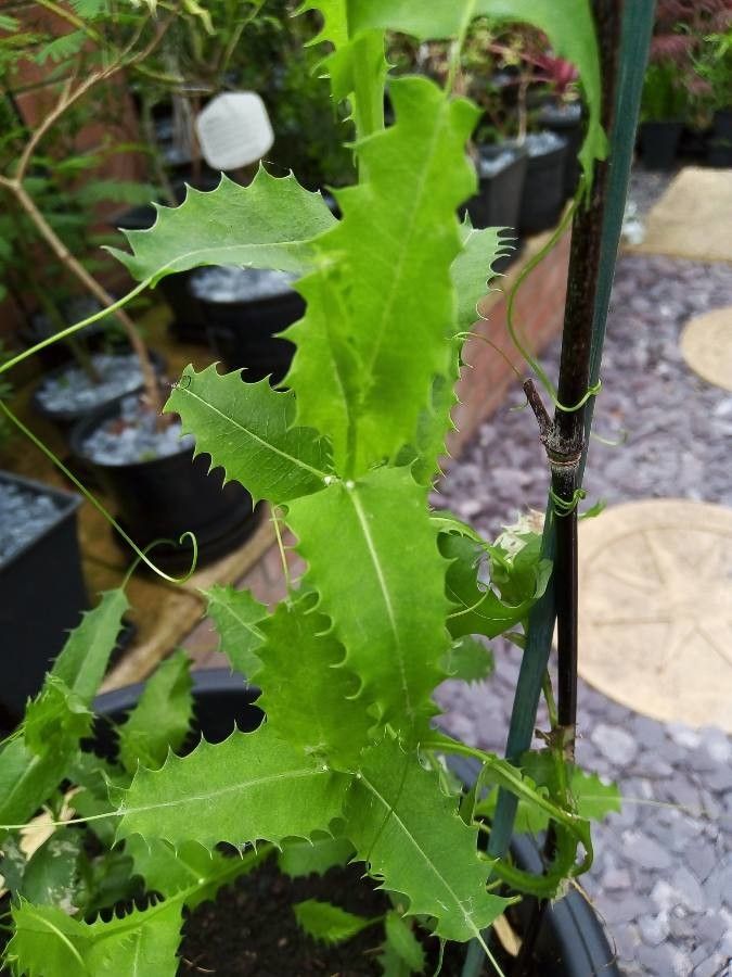 Mutisia spinosa — houseplant care guide