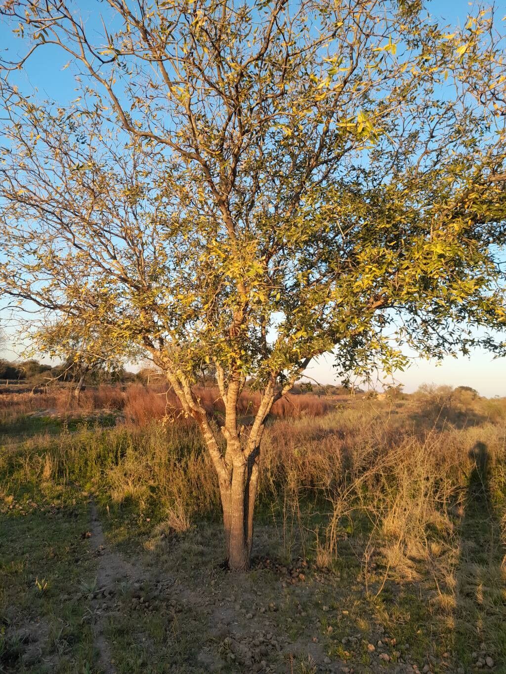 Prosopis ruscifolia habit