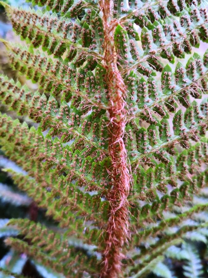 Polystichum polyblepharum flower
