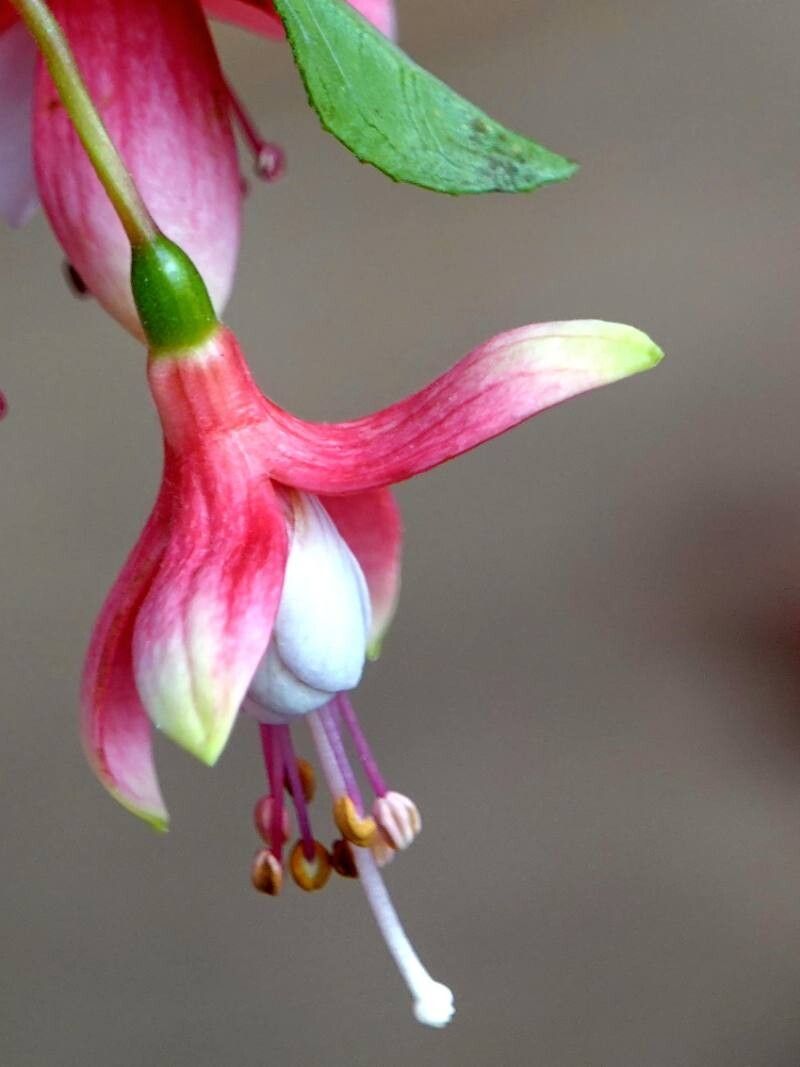 Fuchsia × standishii flower