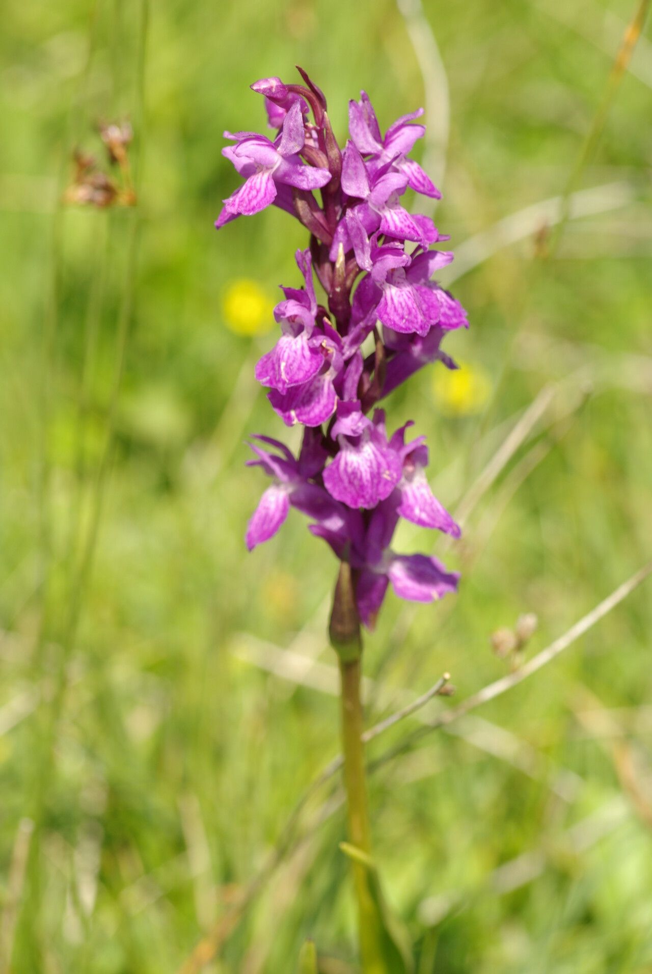 Dactylorhiza traunsteineri flower