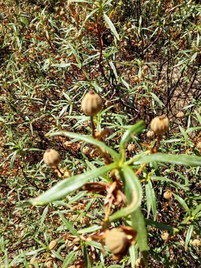 Cistus ladanifer fruit