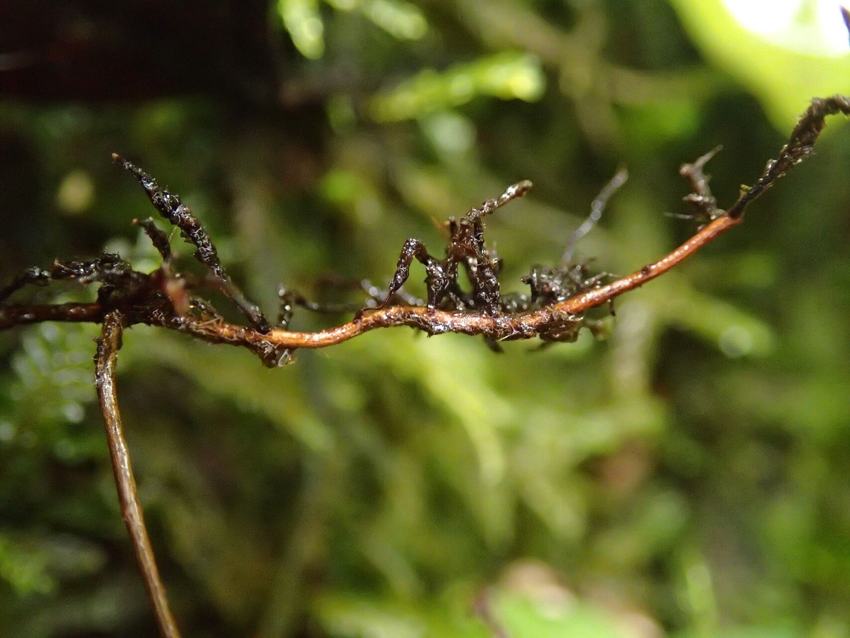Hymenophyllum triangulare other