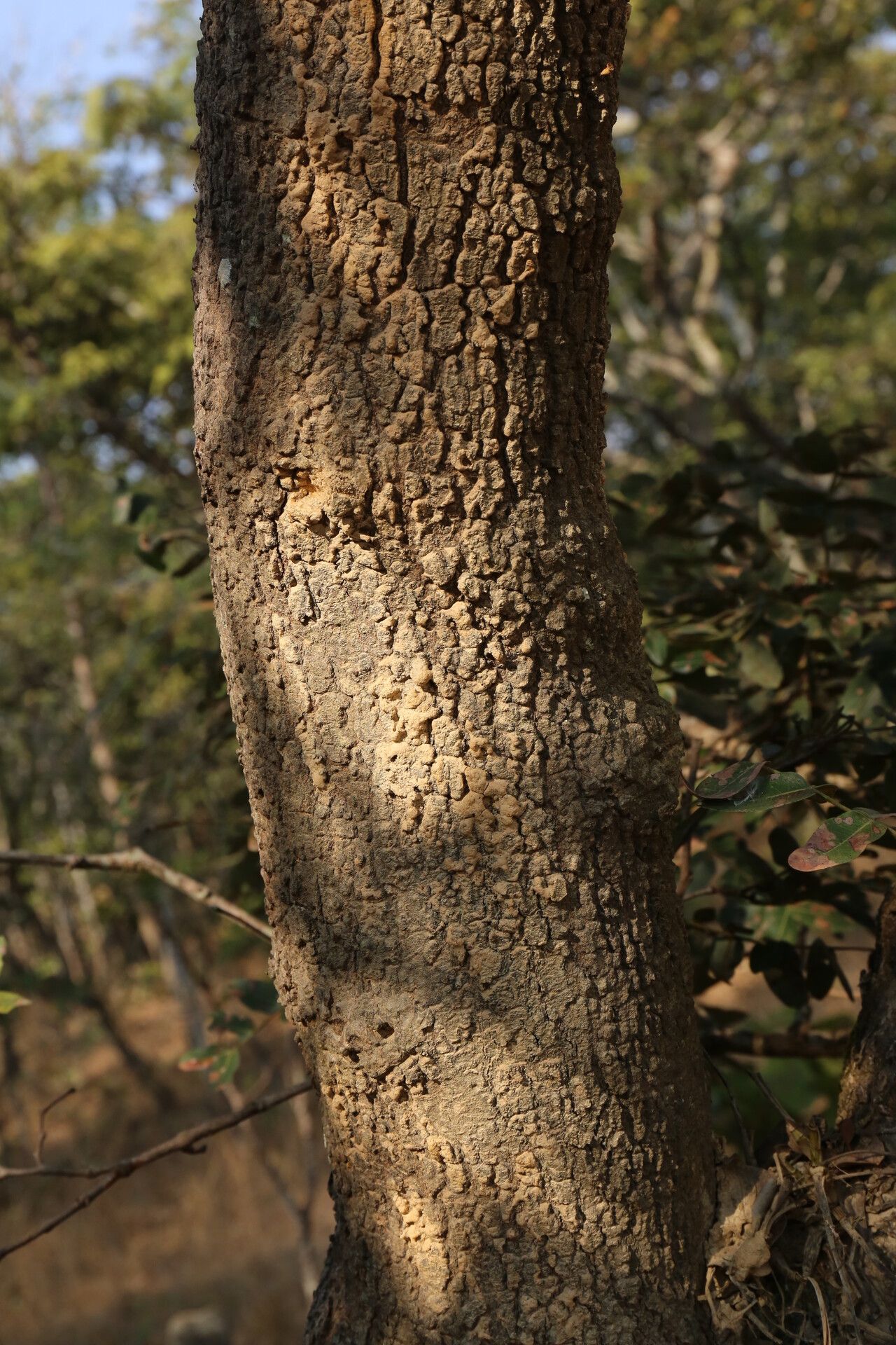Brachystegia stipulata bark