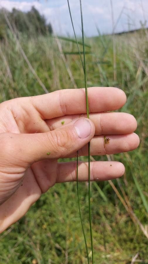 Juncus compressus leaf