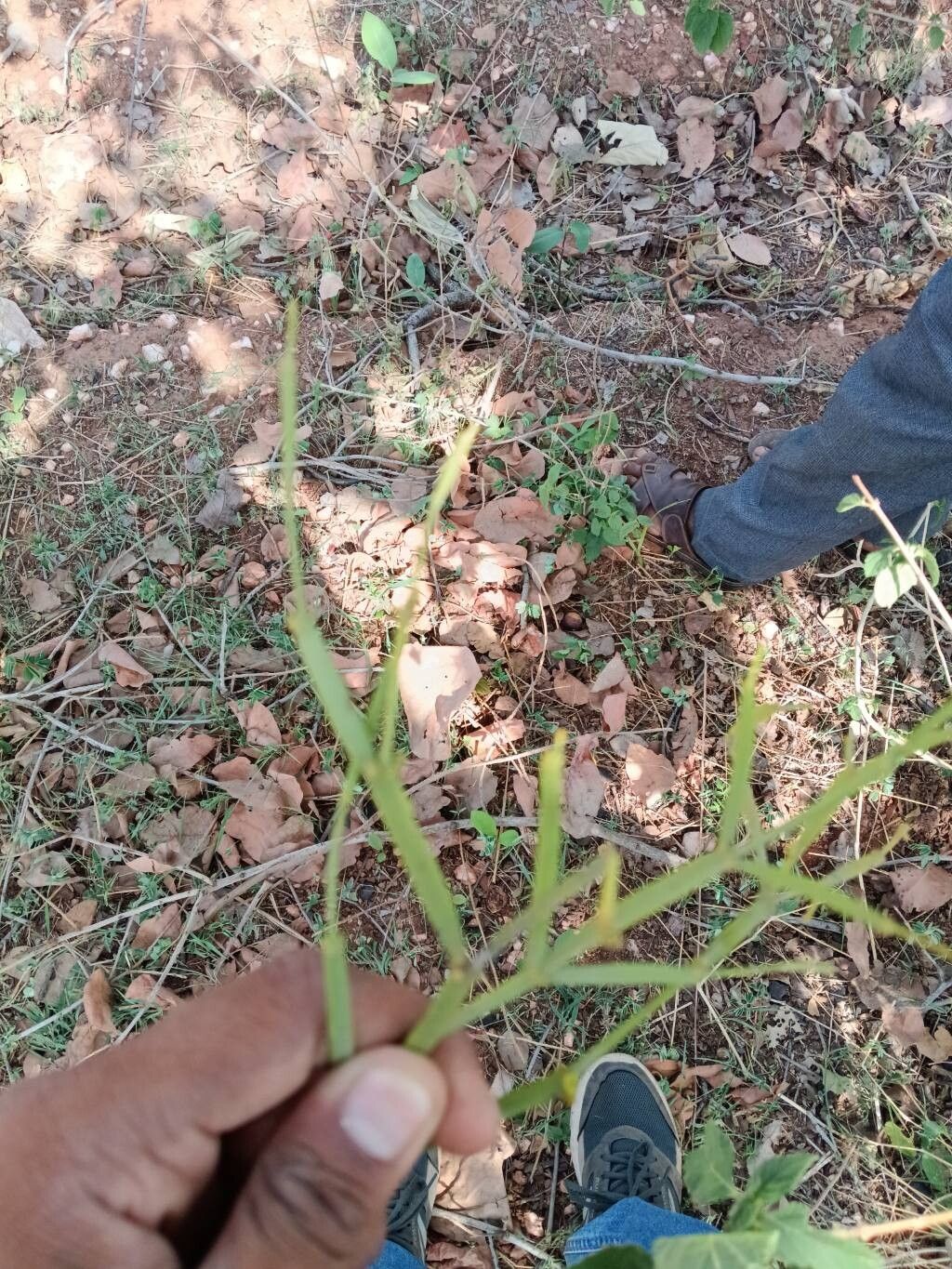 Viscum articulatum leaf