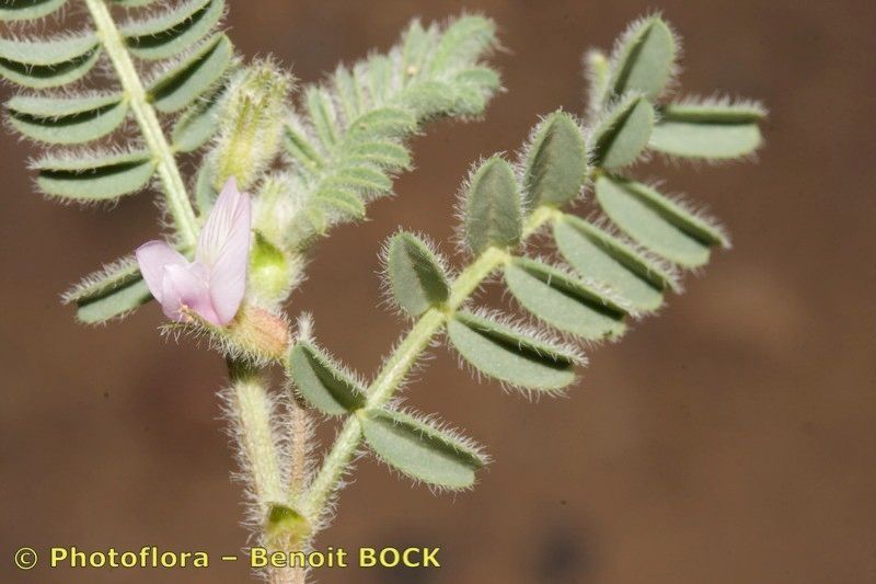 Astragalus mareoticus other