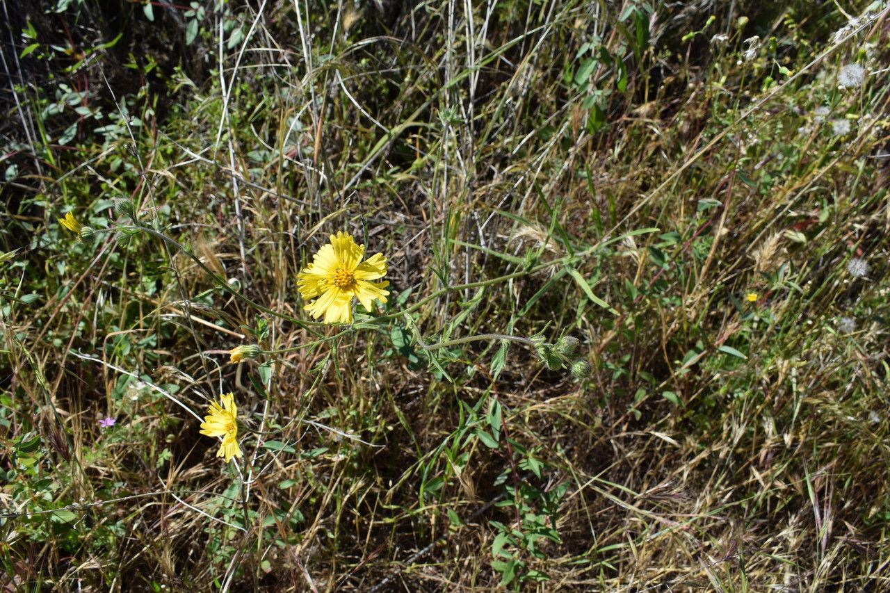 Madia elegans flower