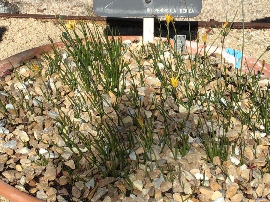 Narcissus cavanillesii — search result for 'Narcissus'