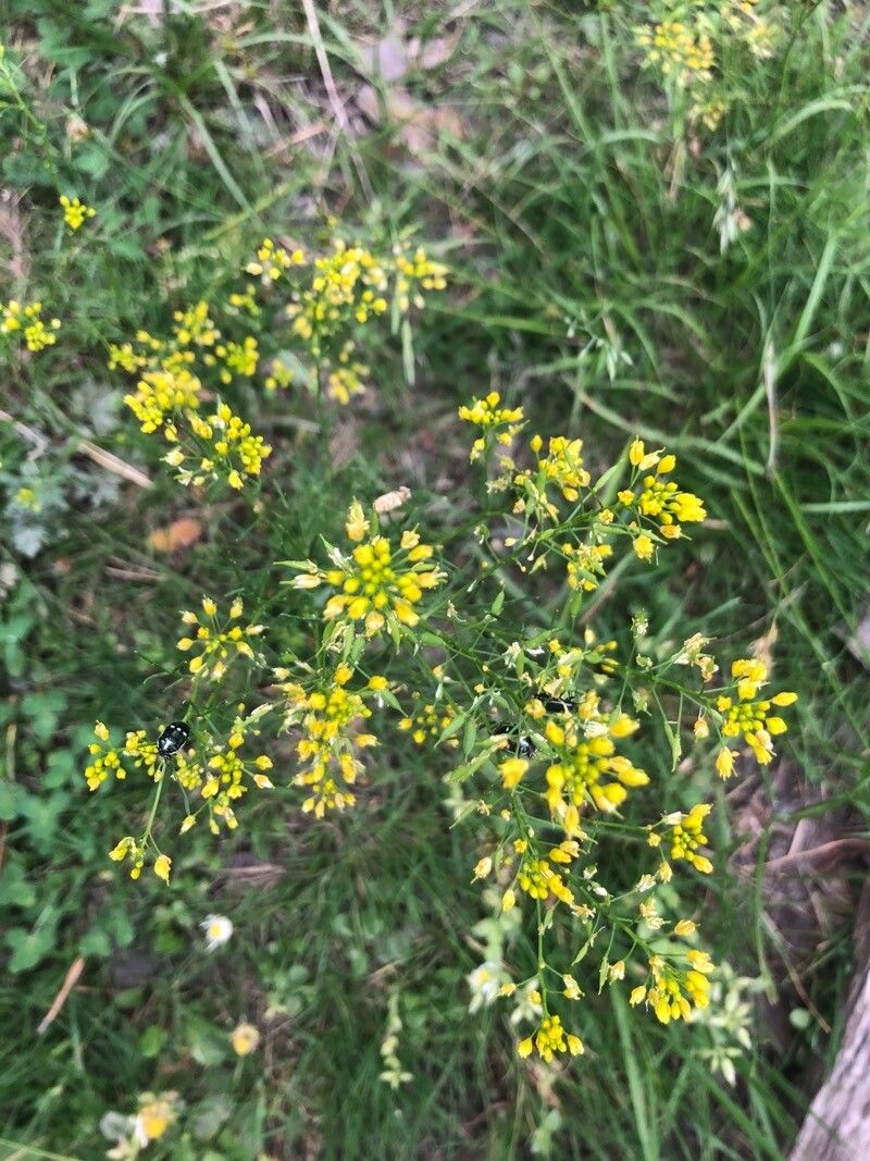 Rorippa pyrenaica flower