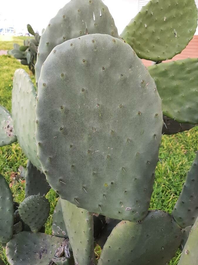 Opuntia megacantha — search result for 'Opuntia'