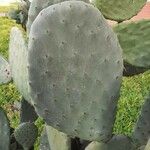 Opuntia megacantha