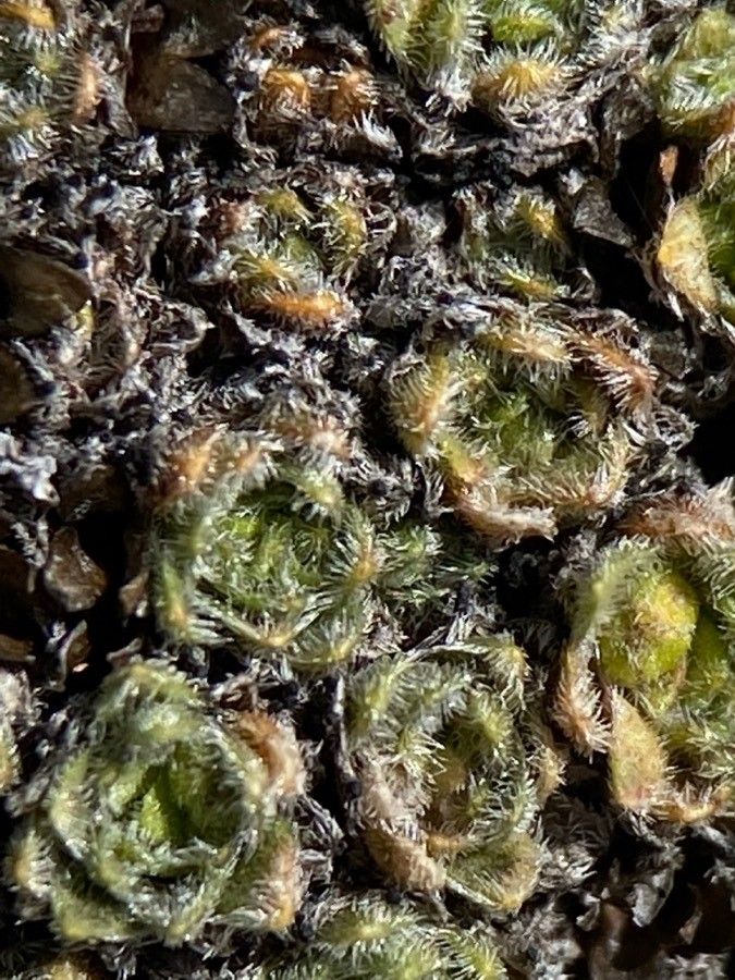 Androsace helvetica — houseplant care guide