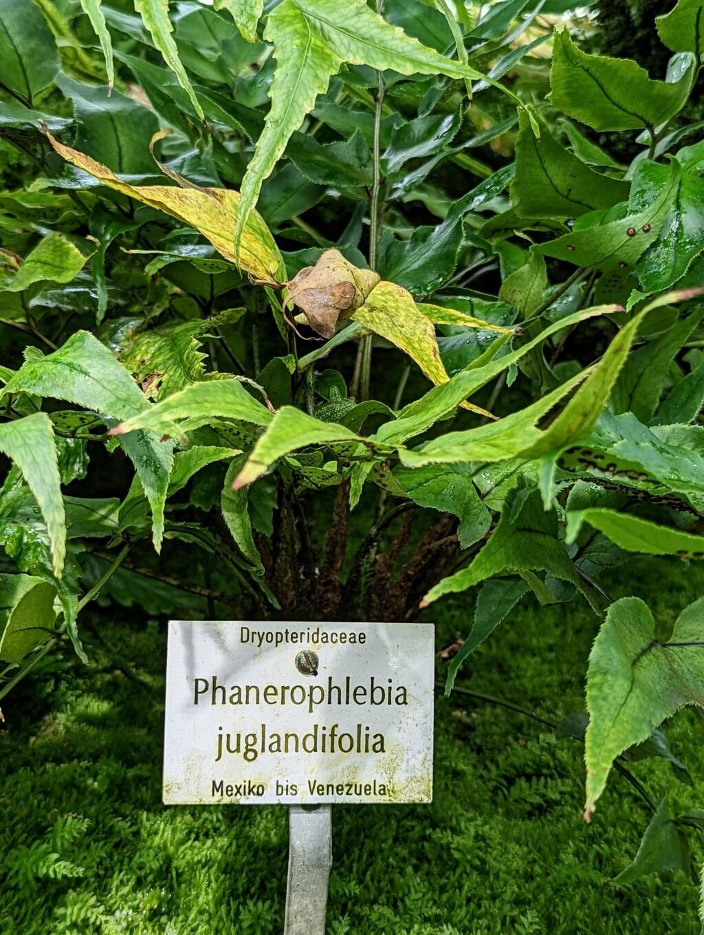Phanerophlebia juglandifolia habit