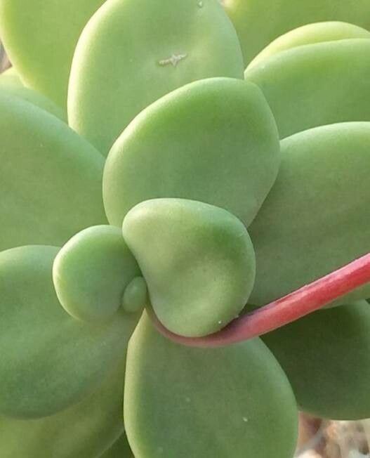 Pachyphytum rogeliocardenasii — houseplant care guide