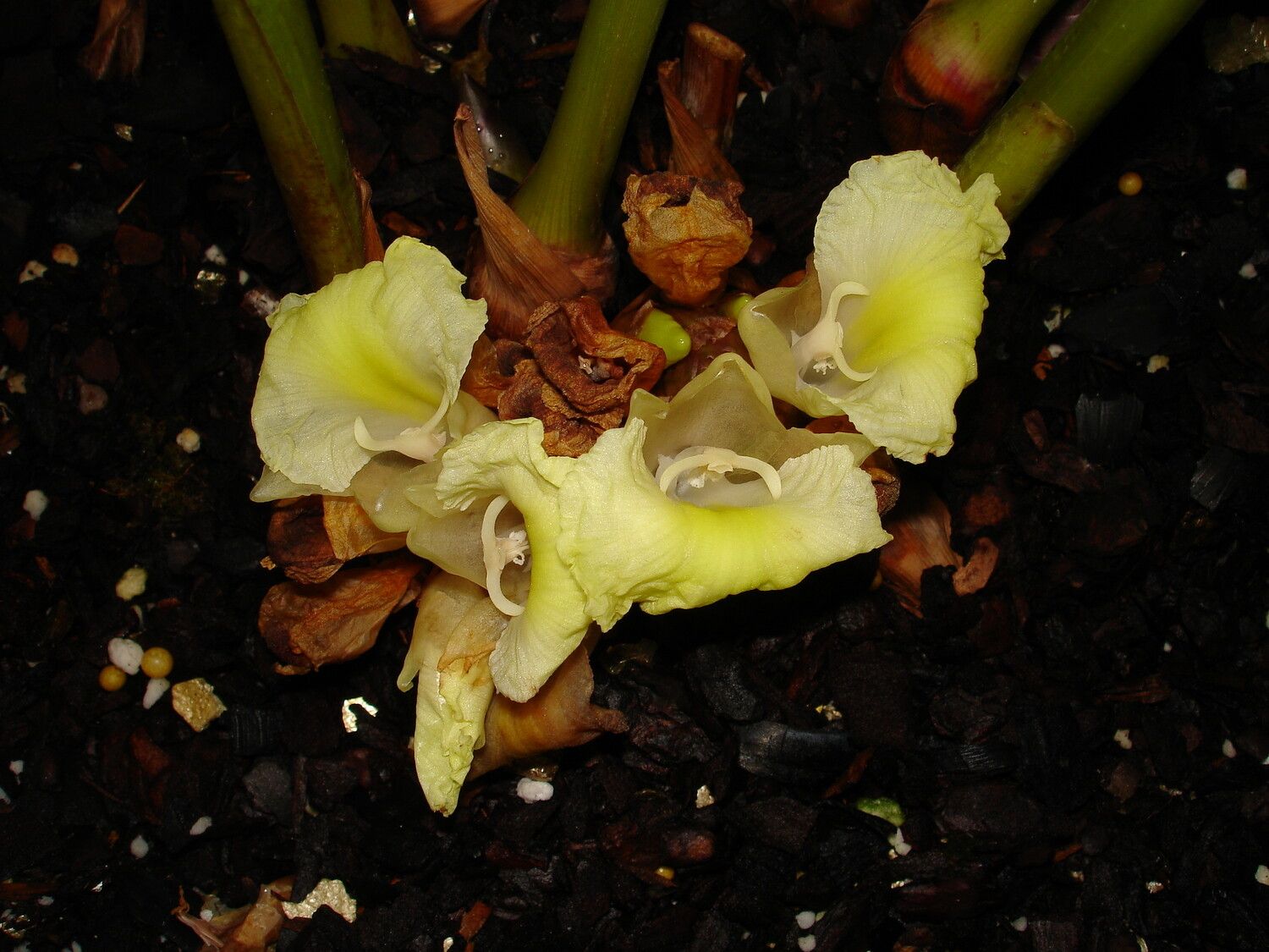 Aframomum fragrans flower