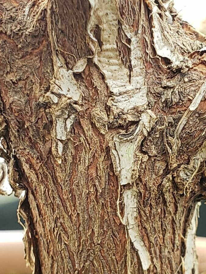 Rhododendron konori bark