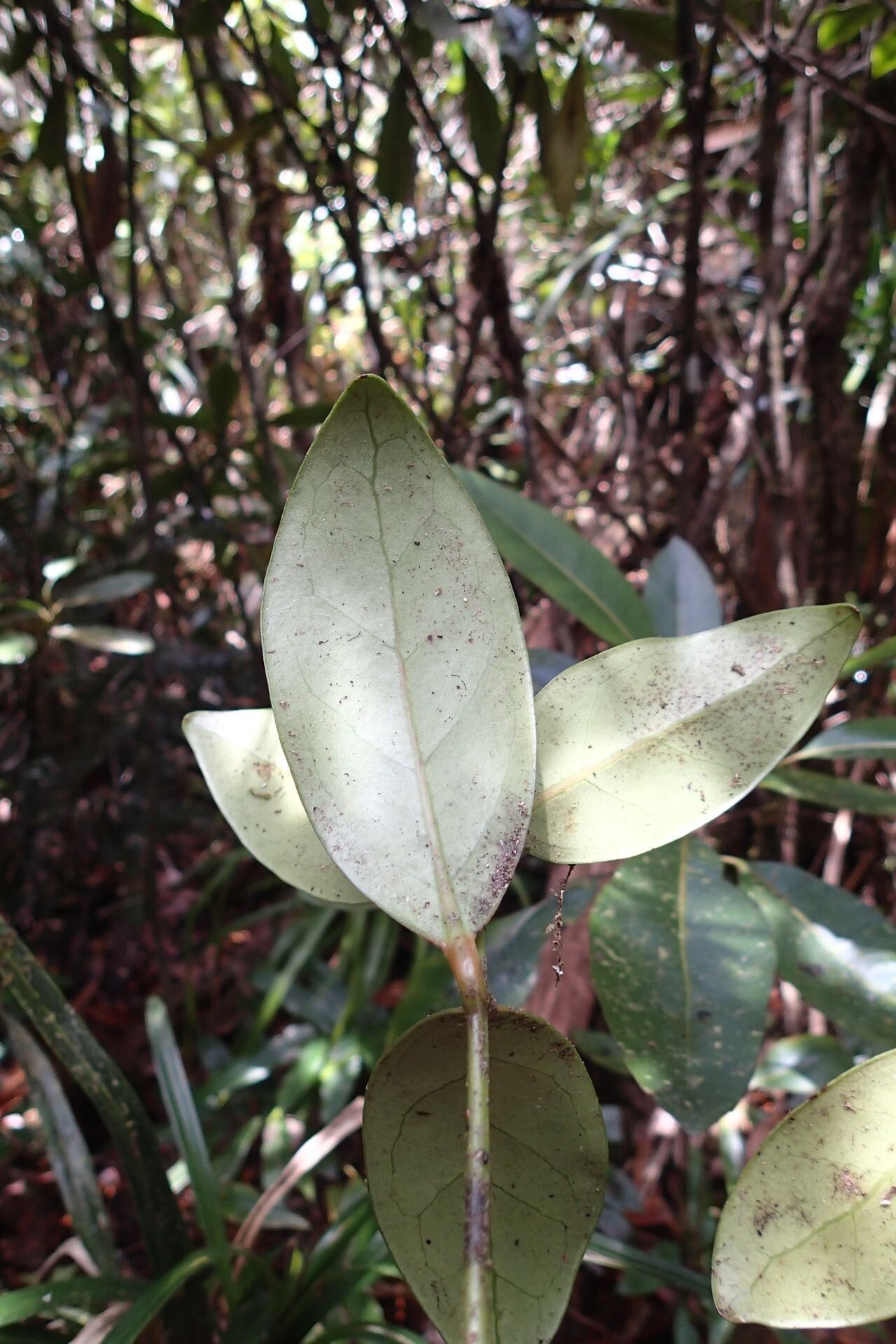 Hedycarya parvifolia leaf