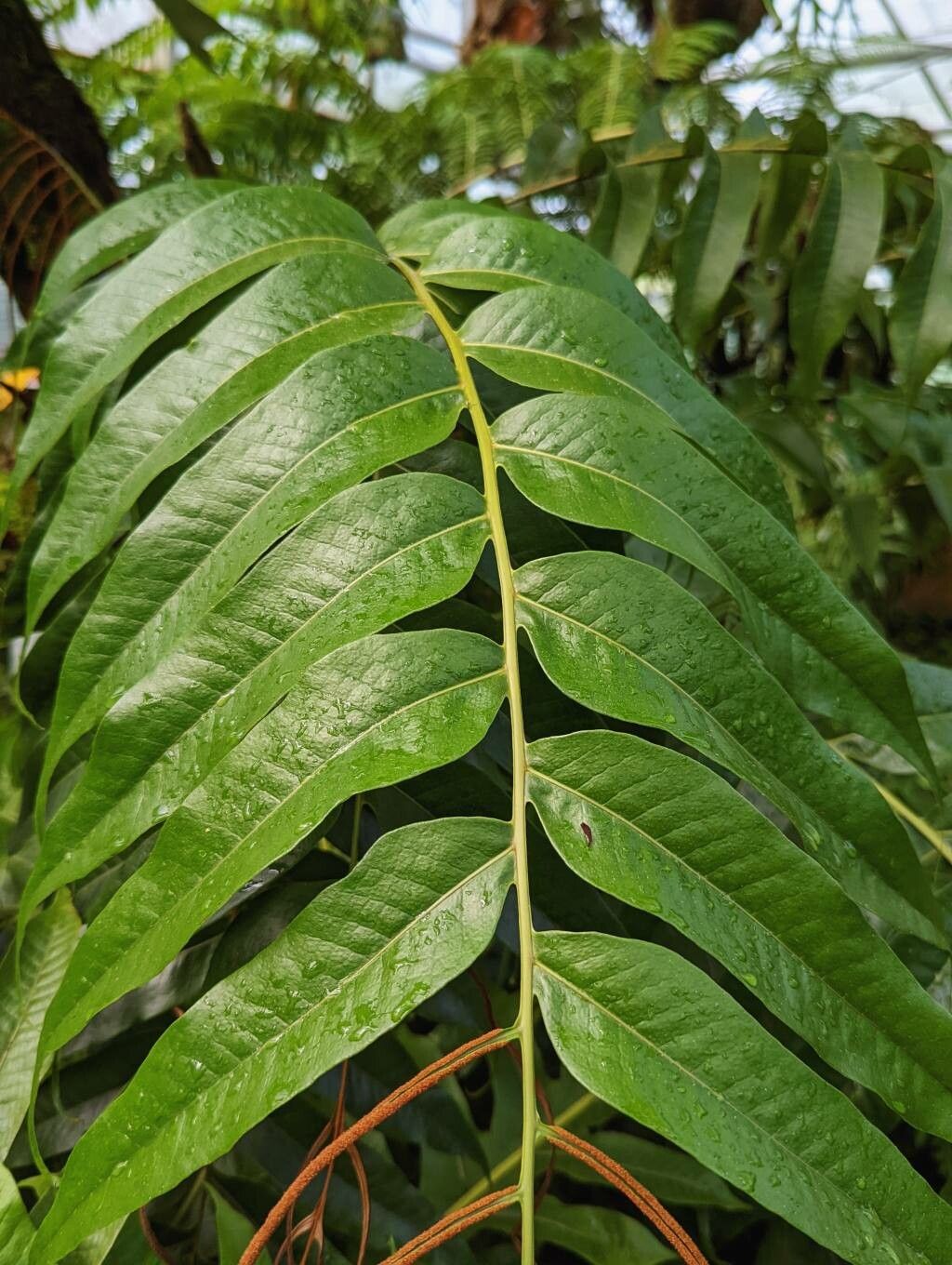 Aglaomorpha drynarioides leaf
