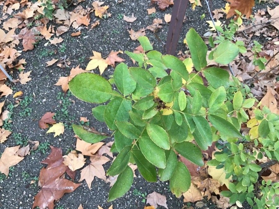 Rosa × noisettiana — houseplant care guide