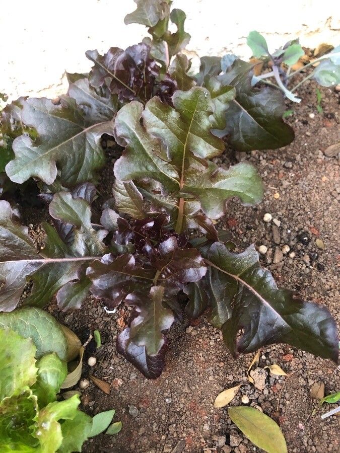 Lactuca quercina leaf