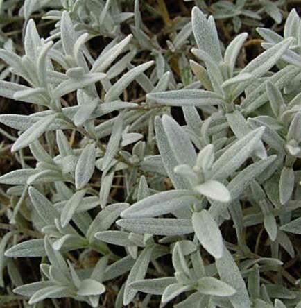Cerastium arcticum habit