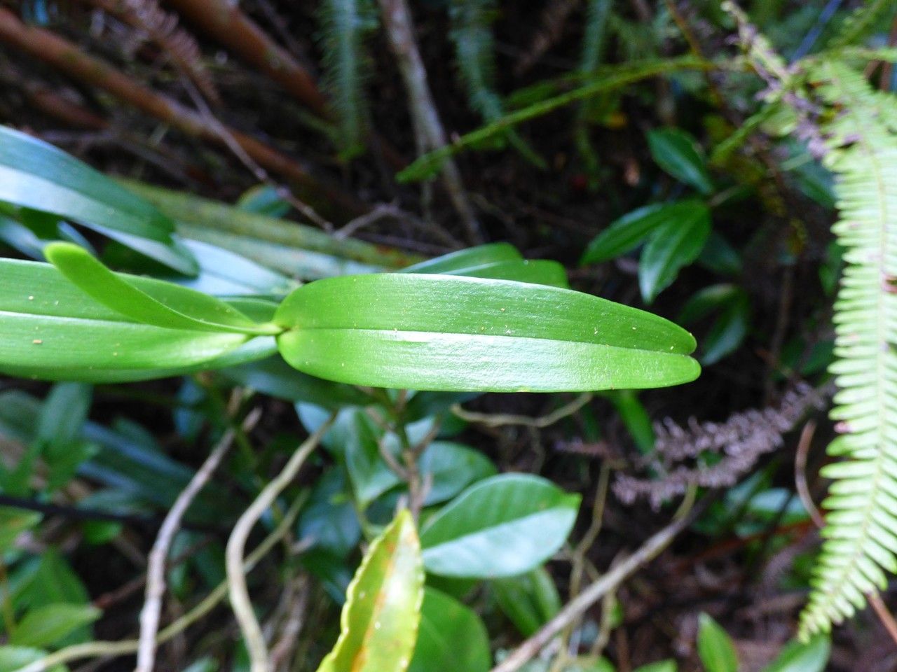 Jumellea rossii leaf