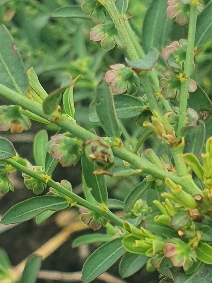 Phyllanthus maderaspatensis leaf