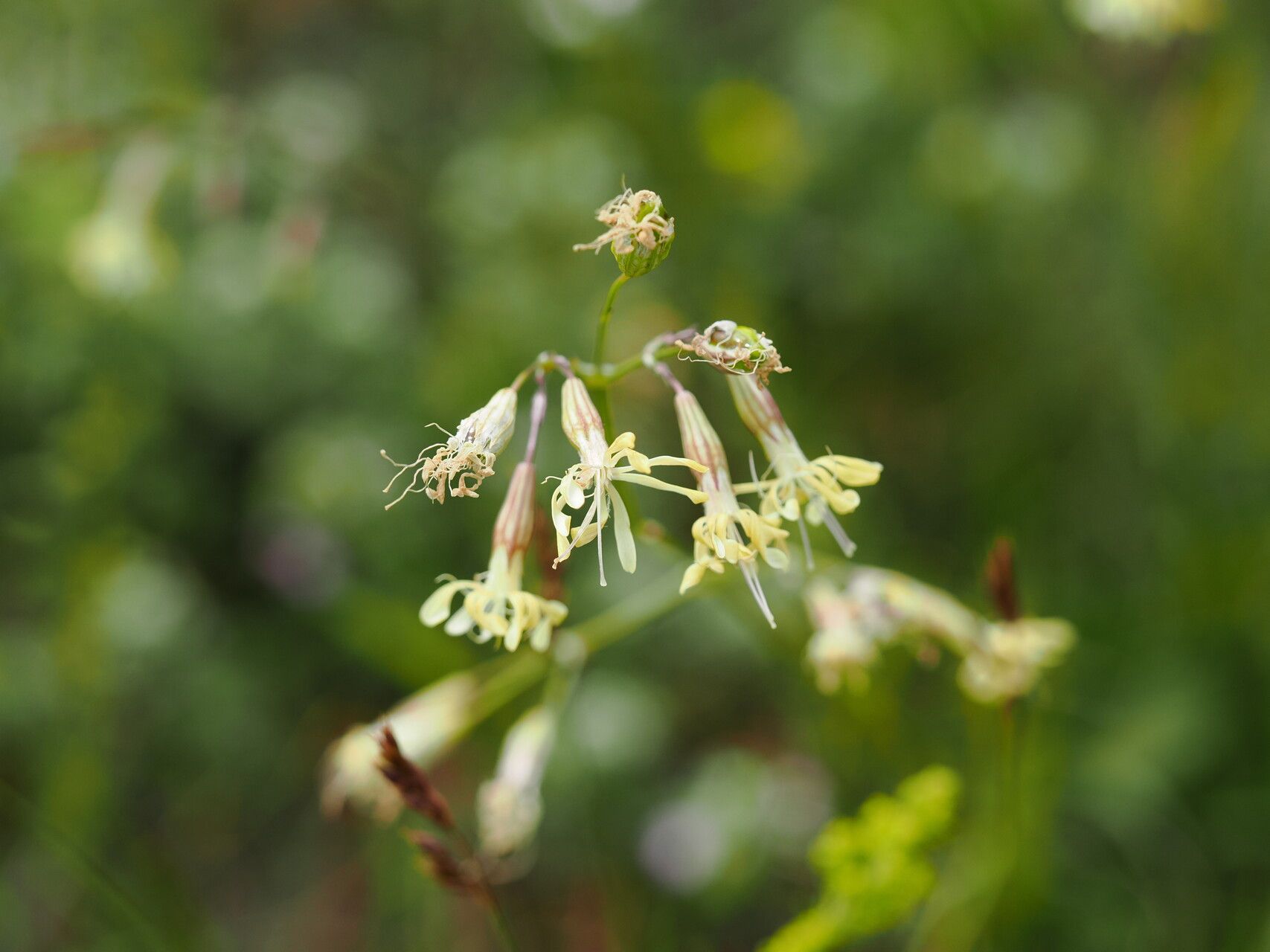 Silene saxatilis flower