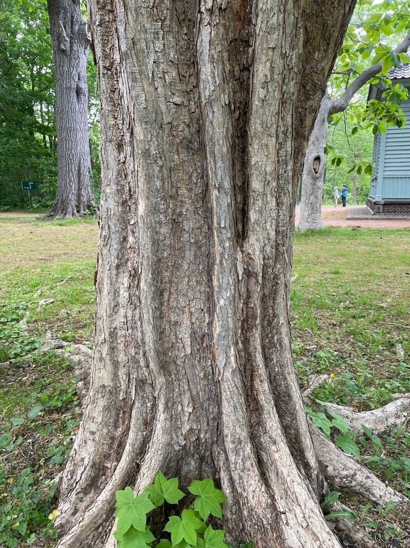 Acer miyabei bark
