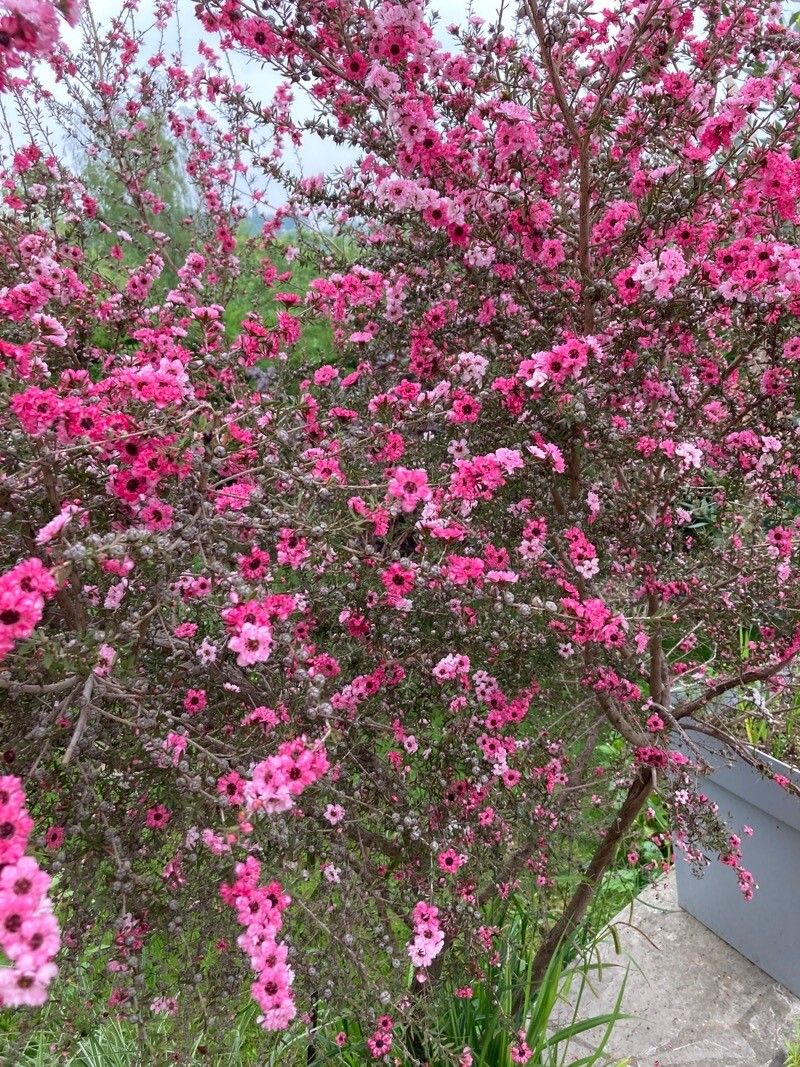 Leptospermum rotundifolium flower
