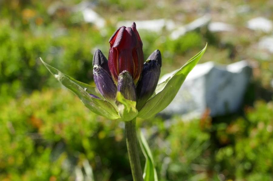 Gentiana purpurea flower