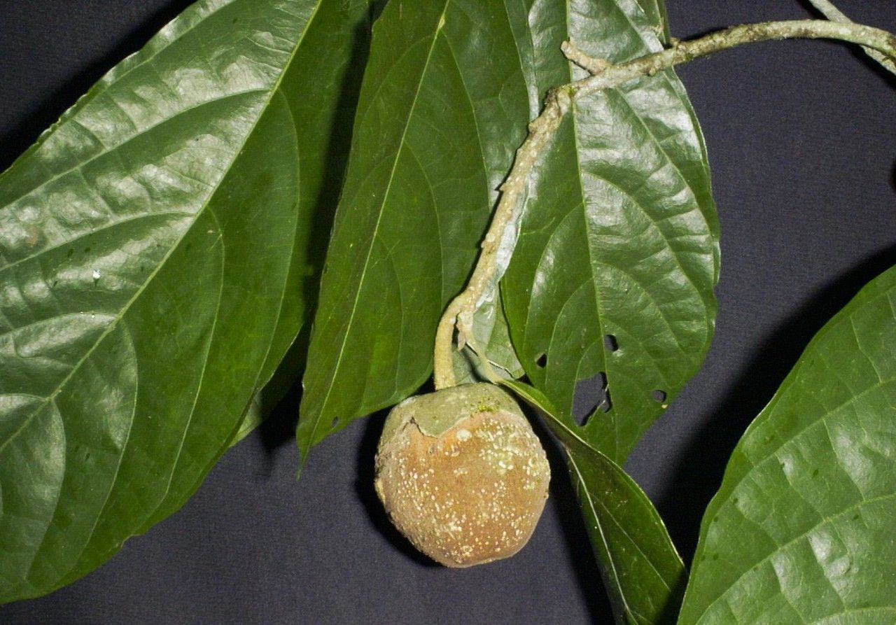 Quararibea ochrocalyx fruit